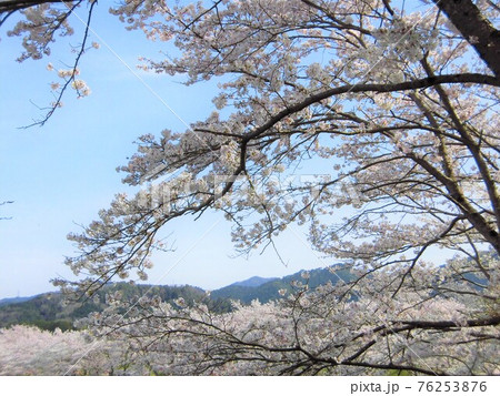 満開の桜並木の風景 満開の桜並木の風景 76253876