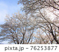 満開の桜並木の風景 76253877