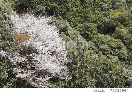 緑の中の桜 76253944