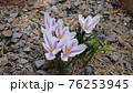 クロッカス 白色 花 76253945
