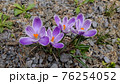 クロッカス 薄紫色 花 76254052