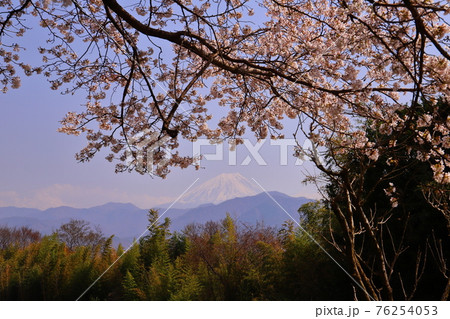 山梨県南アルプス市平岡　ほたる見橋公園の桜と富士山 76254053