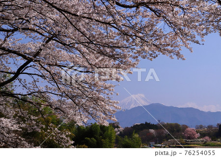 山梨県南アルプス市平岡 ほたる見橋公園の桜と富士山 山梨県南アルプス市平岡 ほたる見橋公園の桜と富士山 76254055