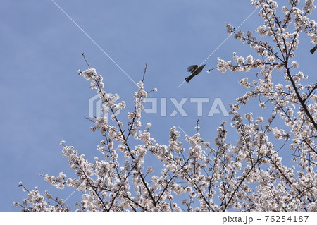 桜と野鳥 桜と野鳥 76254187