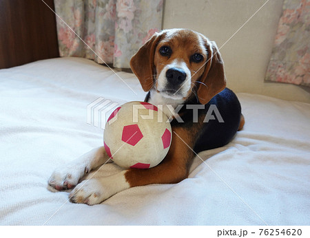 おもちゃのサッカーボールとビーグルの子犬 おもちゃのサッカーボールとビーグルの子犬 76254620