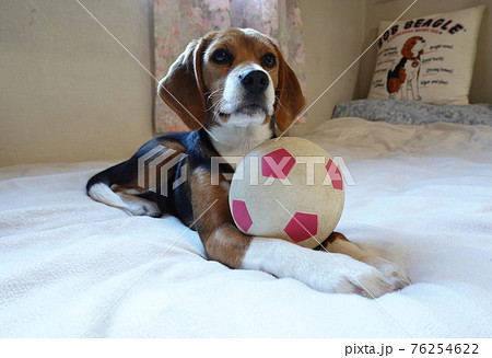おもちゃのサッカーボールとビーグルの子犬 76254622