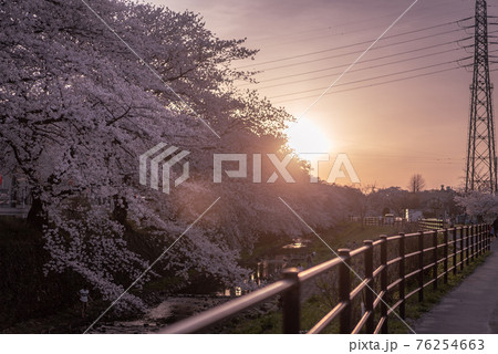 所沢東川の満開の桜と夕日 所沢東川の満開の桜と夕日 76254663