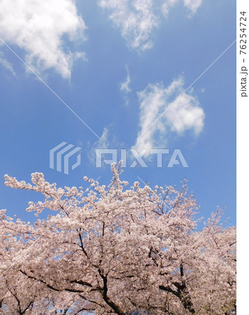 桜 ソメイヨシノ 青空に映える 縦構図の写真素材 桜 ソメイヨシノ 青空に映える 縦構図の写真素材