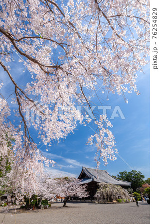春の道成寺 春の道成寺 76254829