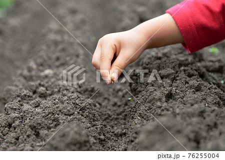 種まき（ニンジンの種）04 76255004