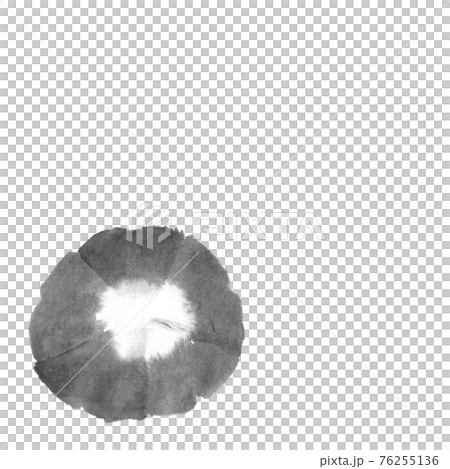 朝顔モノクロイラスト(墨の手描きイラスト) 朝顔モノクロイラスト(墨の手描きイラスト) 76255136