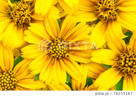 Top view of blooming bright yellow flowers. 76255167