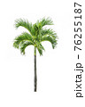 plam tree on isolate white background 76255187