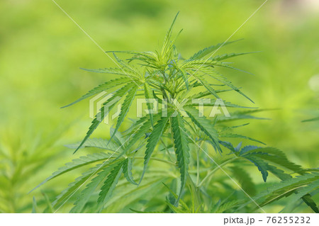 Closeup cannabis plant  76255232