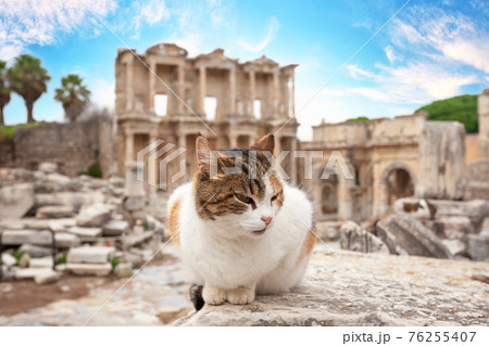 Сat in front of library of Celsus in Ephesus in afternoon Сat in front of library of Celsus in Ephesus in afternoon 76255407