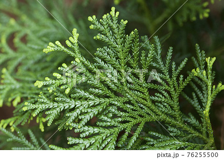 日本の美しいヒバの葉 76255500