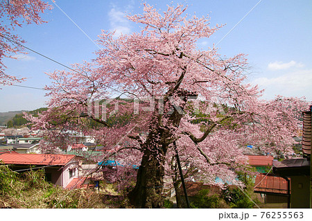 高田桜（福島県・石川町） 76255563