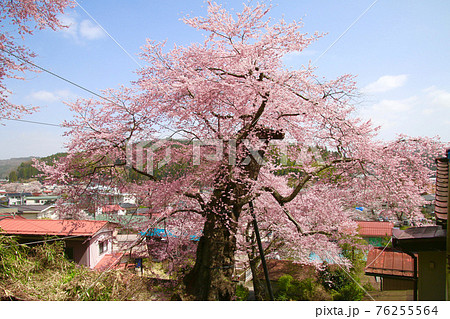 高田桜（福島県・石川町） 76255564