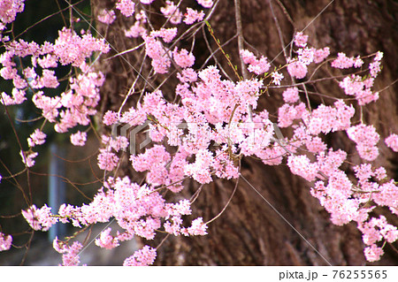 高田桜(福島県・石川町) 高田桜(福島県・石川町) 76255565