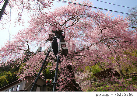 高田桜（福島県・石川町） 76255566