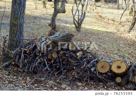 林を整理した薪積みの準備 林を整理した薪積みの準備 76255595