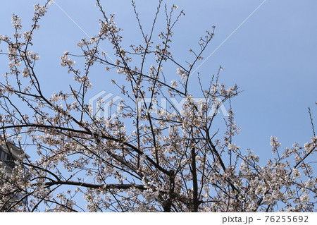 団地周辺の桜 76255692