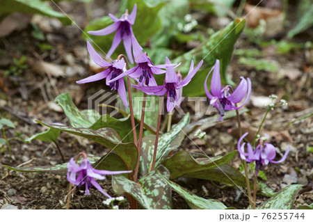 春の訪れを知らせる美しいカタクリの花 76255744