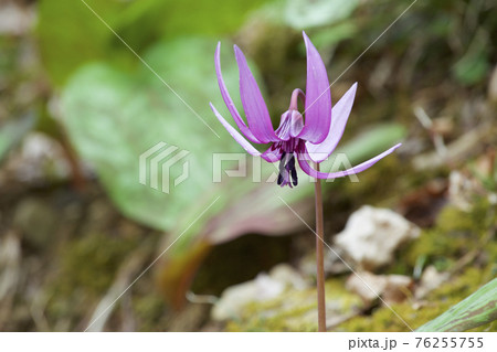 春の訪れを知らせる美しいカタクリの花 春の訪れを知らせる美しいカタクリの花 76255755