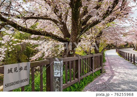 城見歩道、満開の桜〈愛知県犬山市〉 城見歩道、満開の桜〈愛知県犬山市〉 76255968