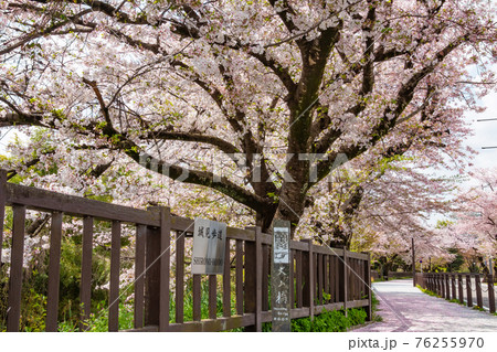 城見歩道、満開の桜〈愛知県犬山市〉 76255970
