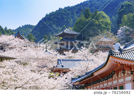 壺阪寺 満開の桜大仏 壺阪寺 満開の桜大仏 76256092