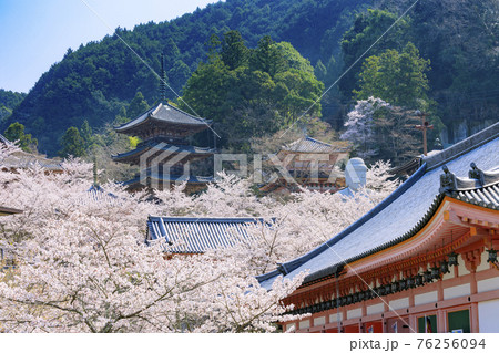 壺阪寺 満開の桜大仏 壺阪寺 満開の桜大仏 76256094