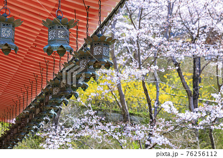 壺阪寺　満開の桜大仏　 76256112