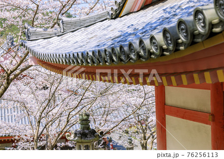 壺阪寺　満開の桜大仏　 76256113
