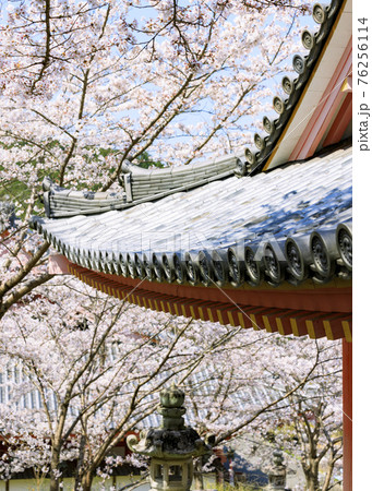 壺阪寺　満開の桜大仏　 76256114