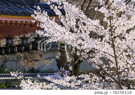 壺阪寺 満開の桜大仏 壺阪寺 満開の桜大仏 76256119