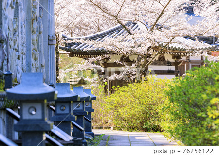 壺阪寺 満開の桜大仏 壺阪寺 満開の桜大仏 76256122