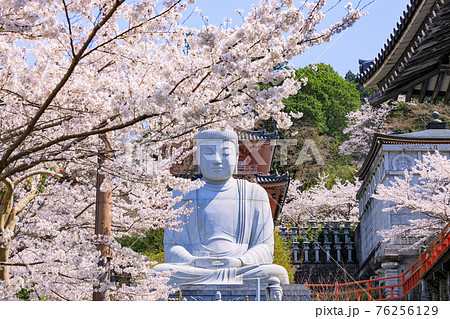壺阪寺　満開の桜大仏　 76256129