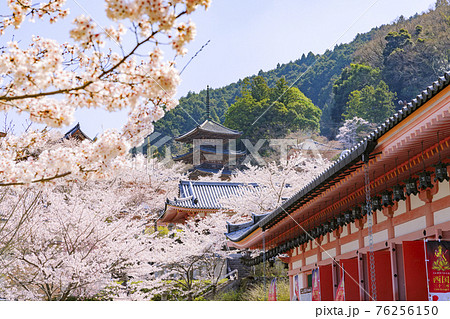 壺阪寺　満開の桜大仏　 76256150