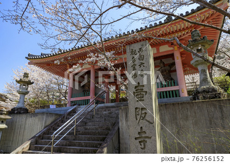 壺阪寺　満開の桜大仏　 76256152