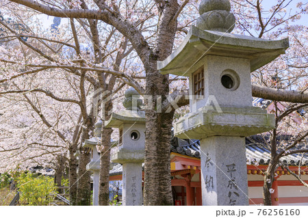 壺阪寺 満開の桜大仏 壺阪寺 満開の桜大仏 76256160