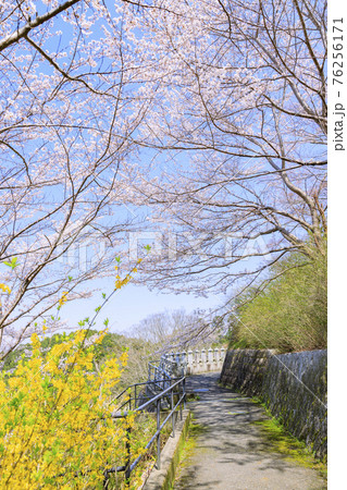 壺阪寺　満開の桜大仏　 76256171