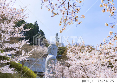 壺阪寺　満開の桜大仏　 76256175