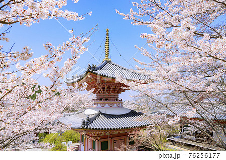 壺阪寺 満開の桜大仏 壺阪寺 満開の桜大仏 76256177