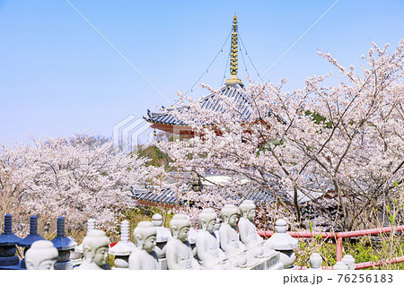 壺阪寺　満開の桜大仏　 76256183