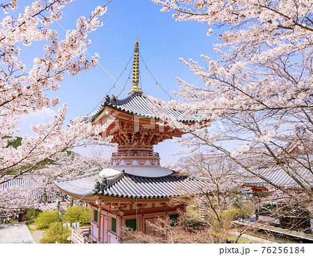 壺阪寺　満開の桜大仏　 76256184