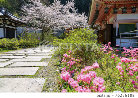 壺阪寺 満開の桜大仏 壺阪寺 満開の桜大仏 76256188
