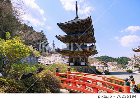 壺阪寺　満開の桜大仏　 76256194