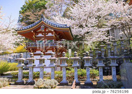 壺阪寺 満開の桜大仏 壺阪寺 満開の桜大仏 76256196