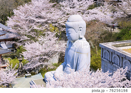 壺阪寺 満開の桜大仏 壺阪寺 満開の桜大仏 76256198